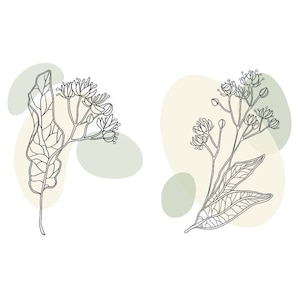 Linden SVG Clipart, Linden blossom, Linden tree, Spring blossom art, Linden flower, Linden tea
