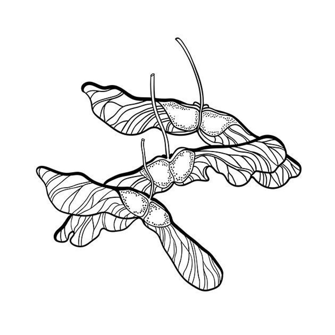 Maple Tree Seeds Drawing