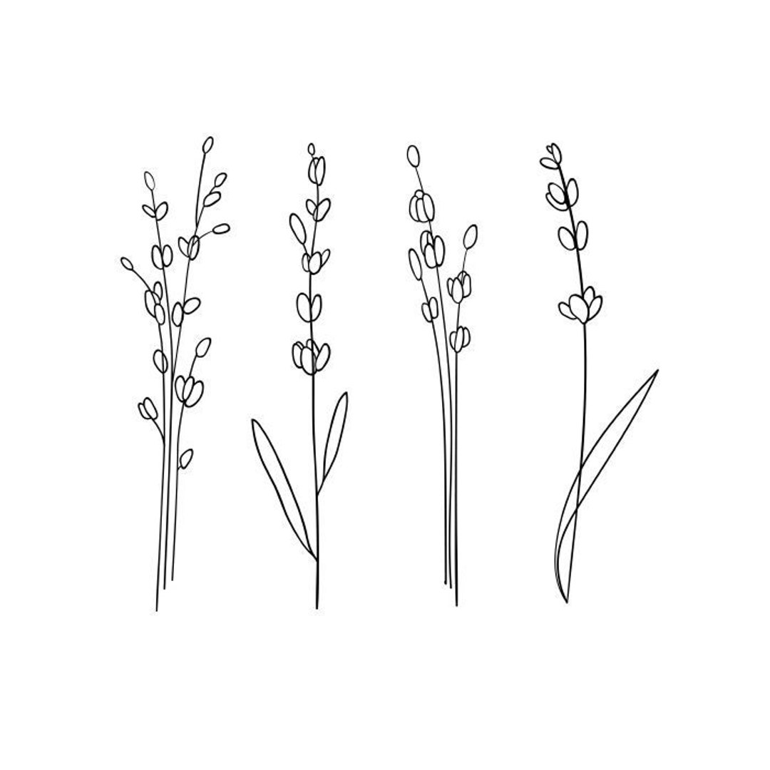 Lavender Svg, Lavender Bundle, Lavender Plant, Lavender Line Art