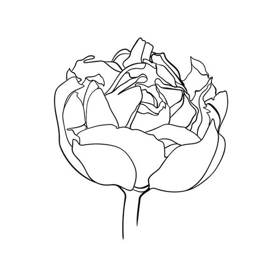 Tulip flower artwork, Tulip Print, Black and white print, Line artwork of tulip flower, Tulip printable, Tulip wall artwork, Flower line artwork photograph about Tulip Printable identified as Tulip flower artwork, Tulip Print, Black and white print, Line artwork of tulip flower, Tulip printable, Tulip wall artwork, Flower line artwork