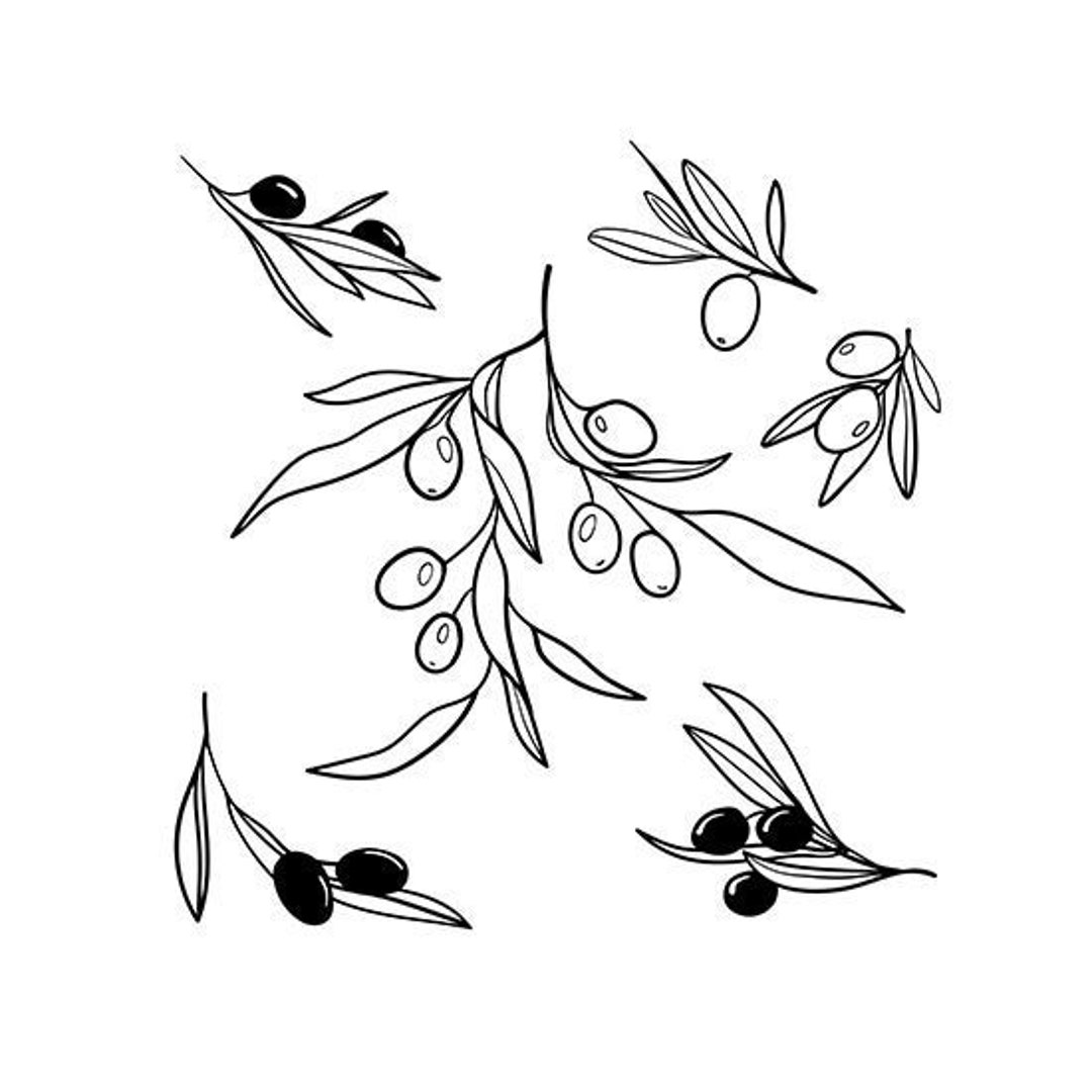 Vector sketch of olive tree branch by Mikhail Bakunovich via Shutterstock   Tree sketches Olive tree Olive tattoo