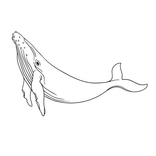 Whale One line art,  Whale print, Whale svg