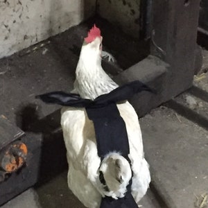 Pañal de traje de vampiro pollo