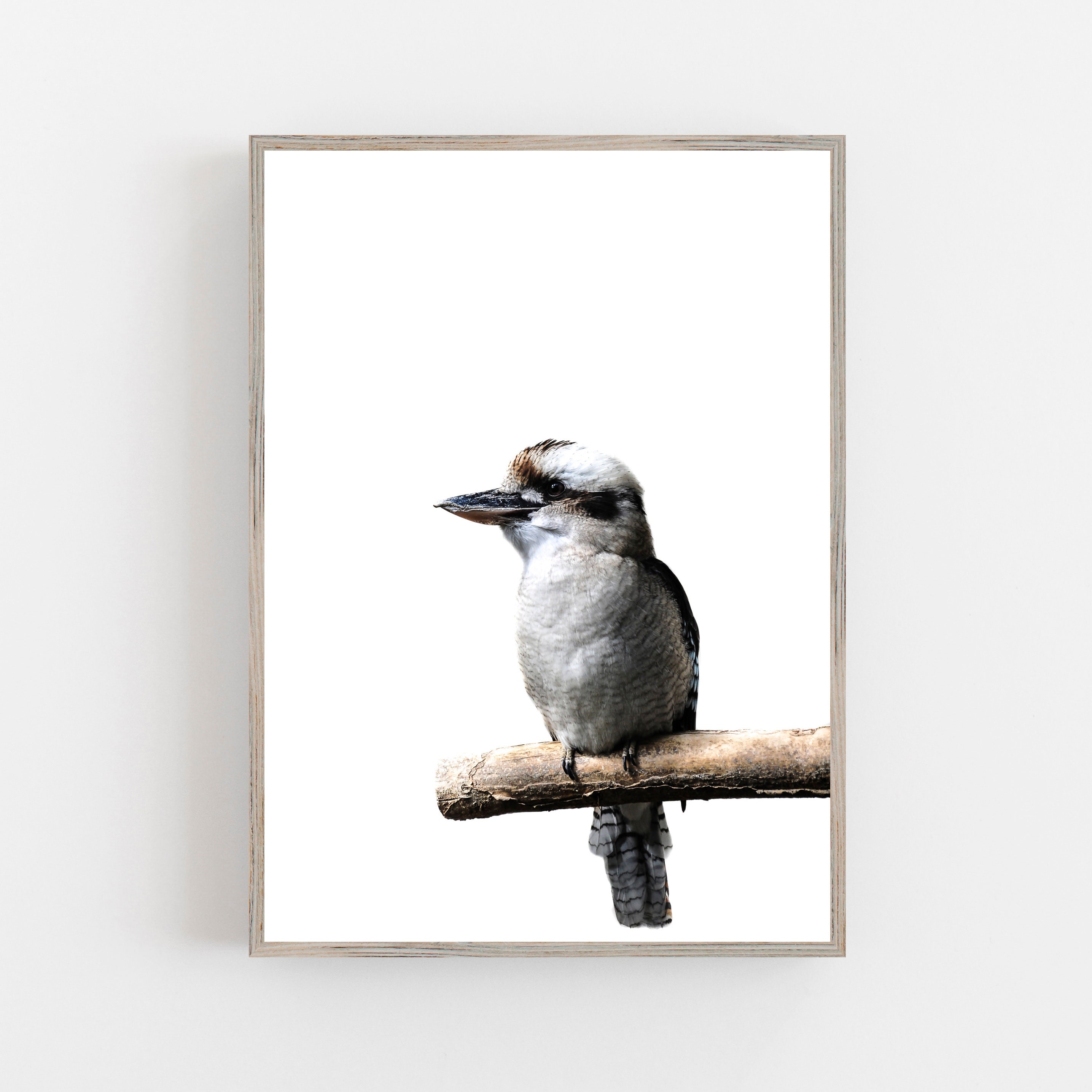 Kookaburra Print Kookaburra Wall Art Bird Art Print Digital Etsy