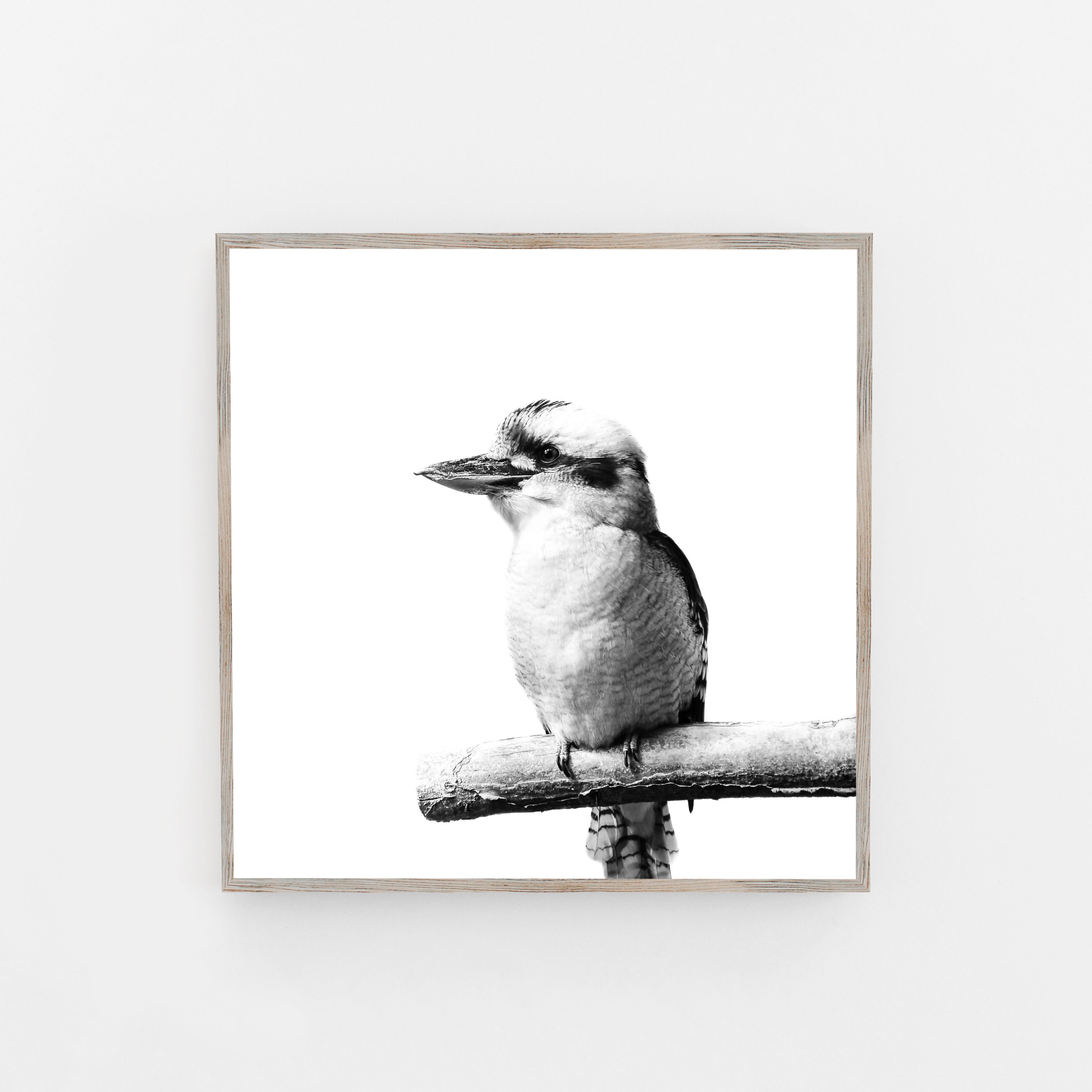 Kookaburra Print Black and White Wall Art Australian | Etsy