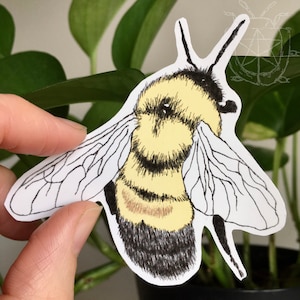 Bumble Bee sticker | scientific illustration | natural history sticker