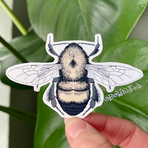Rusty Patch Bumble Bee Queen Sticker | Science Illustration | Bombus affinis queen