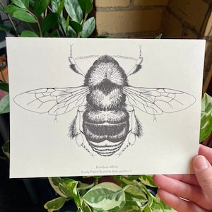 May include: A black and white line drawing of a Rusty Patch Bumble Bee worker, *Bombus affinis*, on a white background.