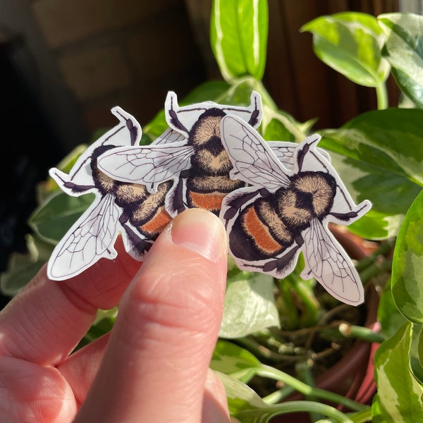 Sticker pack: Rusty Patch Bumble Bee worker (3 Pack) | Science Illustration | Bombus affinis