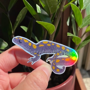 Spotted Salamander holographic vinyl sticker | Science Illustration