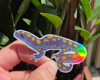 Spotted Salamander holographic vinyl sticker | Science Illustration