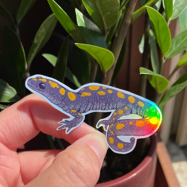 Spotted Salamander holographic vinyl sticker | Science Illustration