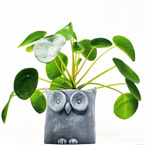 Large Hand Painted Handmade owl Cement planter, Concrete pot, succulent , décor, Geometric, plant pot, indoor plant, handmade, modern.