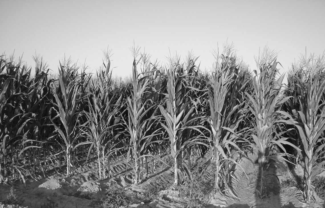 Corn field agricultrure nature black and white photo Etsy