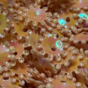 May include: A collection of small, peach-colored plastic beads shaped like gears or suns with scalloped edges. Each bead features a central hole and a glossy, iridescent finish that reflects light with subtle blue and green highlights.