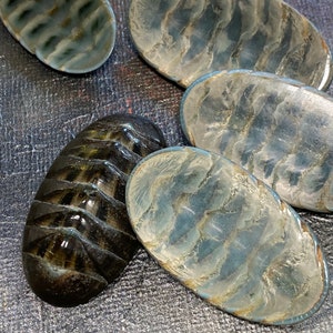 Seagreen Chiton Shell Cabochon resin filled earring or Brooch