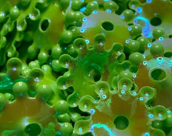 Green Color Shift Gear Sequins, 7mm~ 2.5g