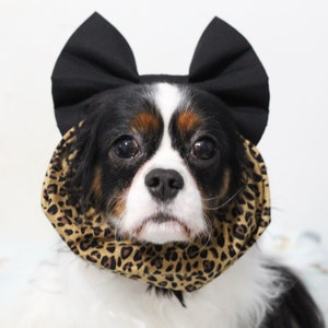 May include: A small dog wearing a black bow and a leopard print scarf. The dog has black and white fur and brown eyes.