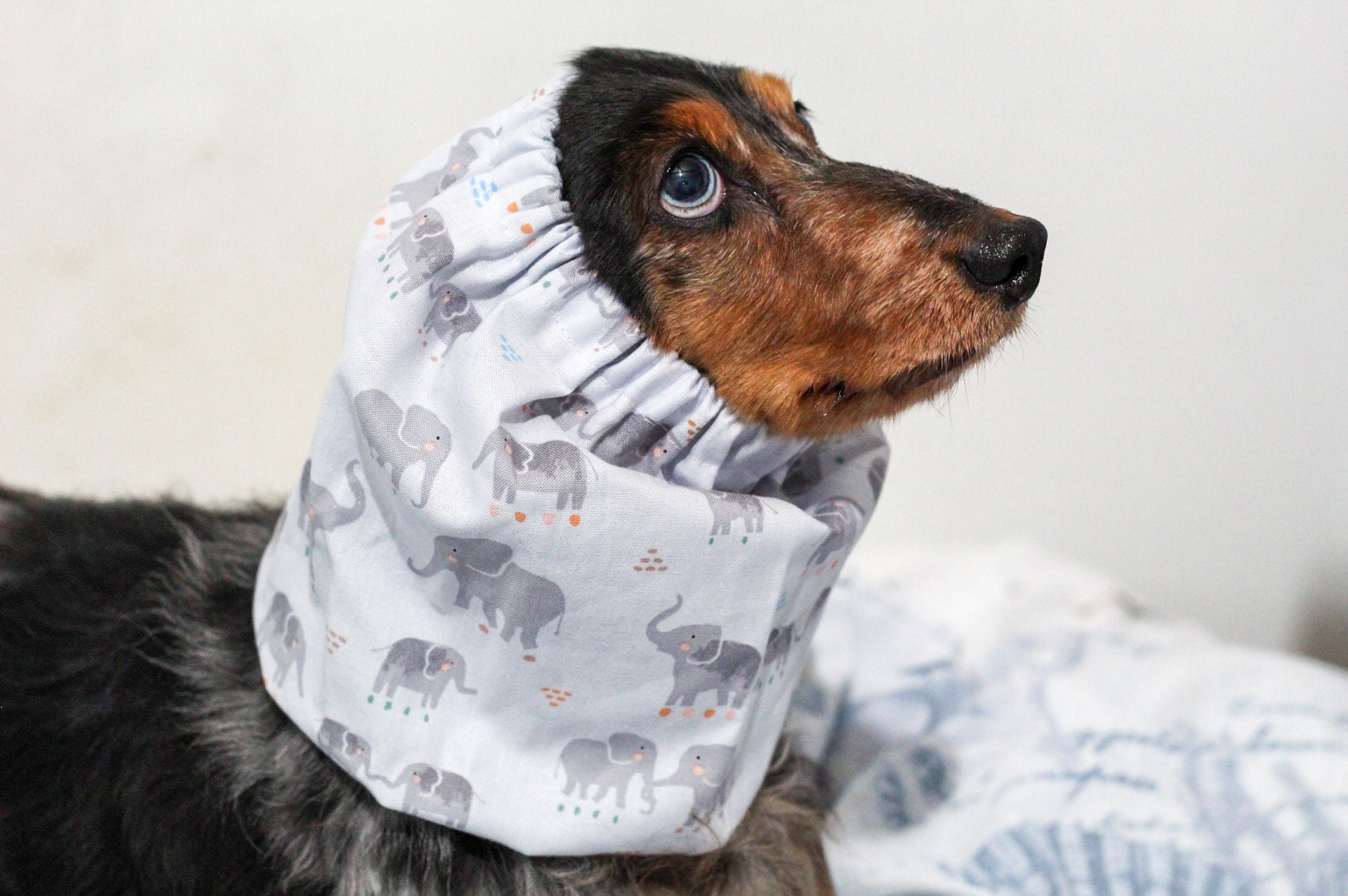 Must-Have Pet Accessories: Dog Snoods - Delightful Dapple