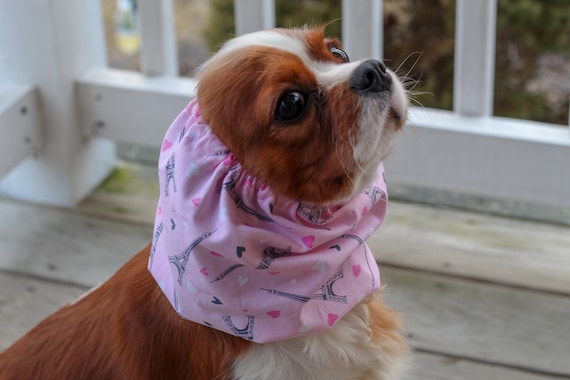 dog snood cavalier