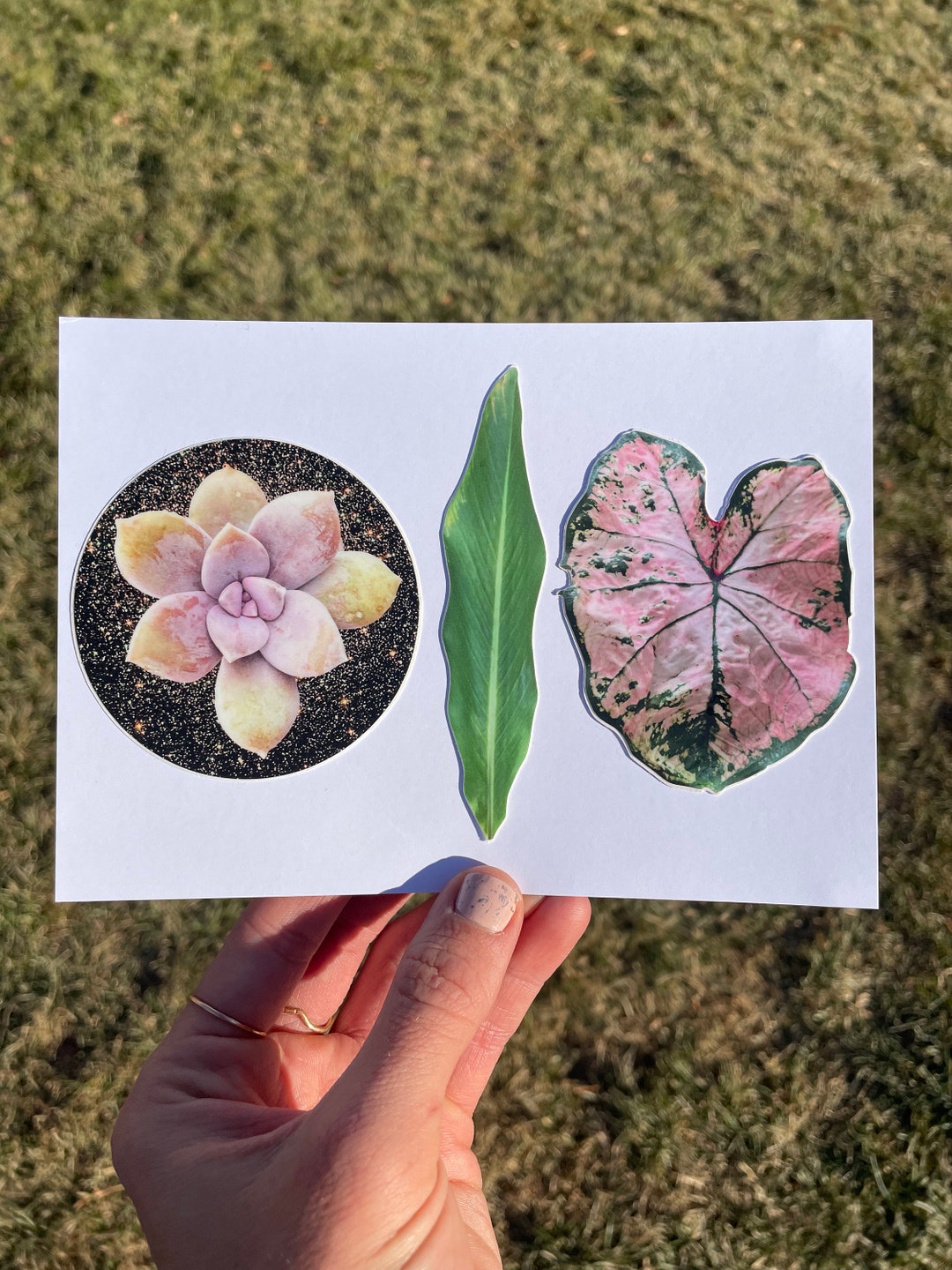 3 Piece Vinyl Plant Sticker Pack, Pink Caladium Sticker, Succulent ...