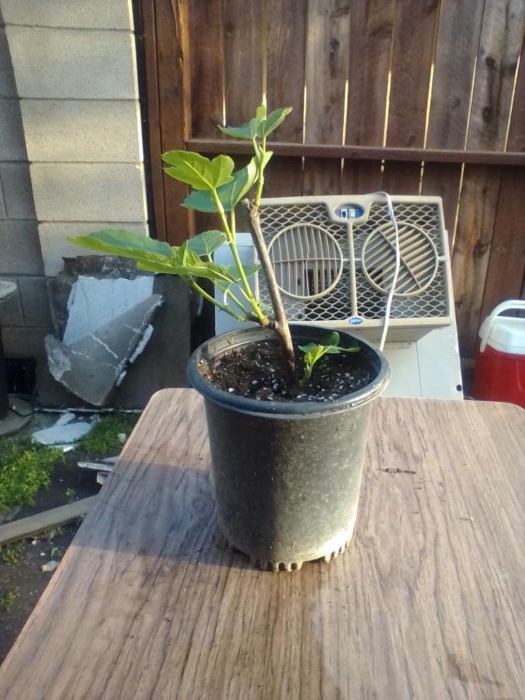 Desert King Fig Tree 1 Gallon Etsy