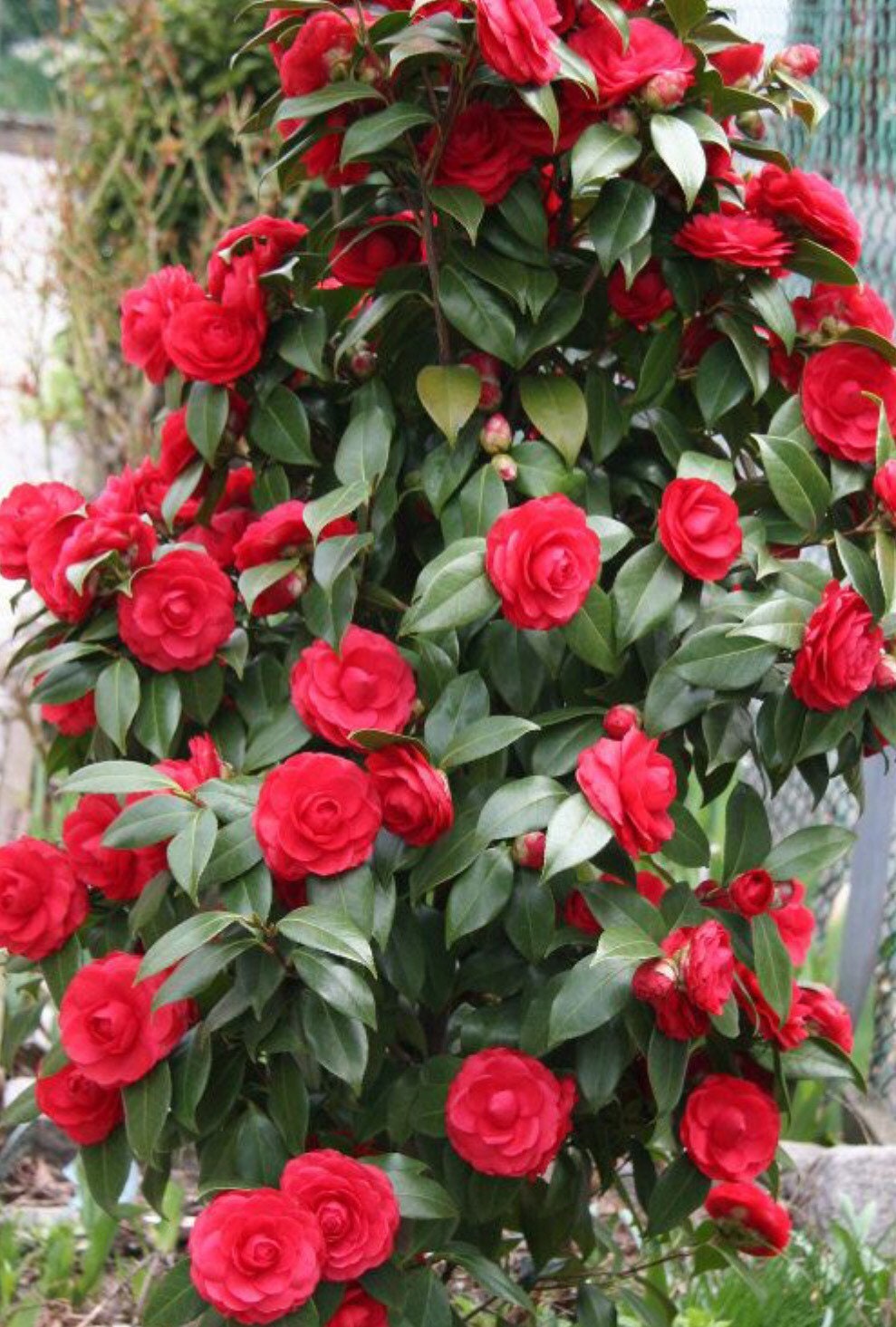 Red Camellia Eight Stem Cuttings for Propagation - Etsy Australia