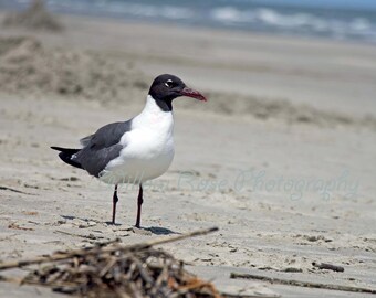 Laughing Gulls Etsy