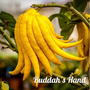 Puede incluir: Un c&iacute;trico mano de Buda, una fruta c&iacute;trica &uacute;nica con segmentos con forma de dedos. La fruta es amarilla y tiene una superficie texturizada. El texto "Buddha's Hand" est&aacute; escrito debajo de la fruta.