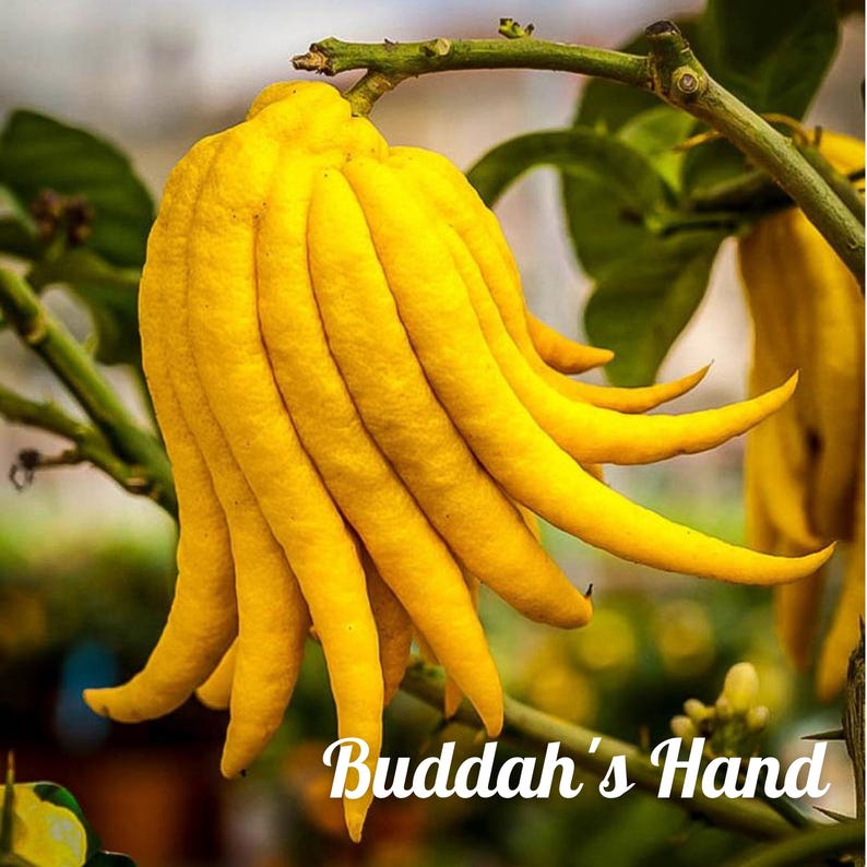 Puede incluir: Un c&iacute;trico mano de Buda, una fruta c&iacute;trica &uacute;nica con segmentos con forma de dedos. La fruta es amarilla y tiene una superficie texturizada. El texto "Buddha's Hand" est&aacute; escrito debajo de la fruta.