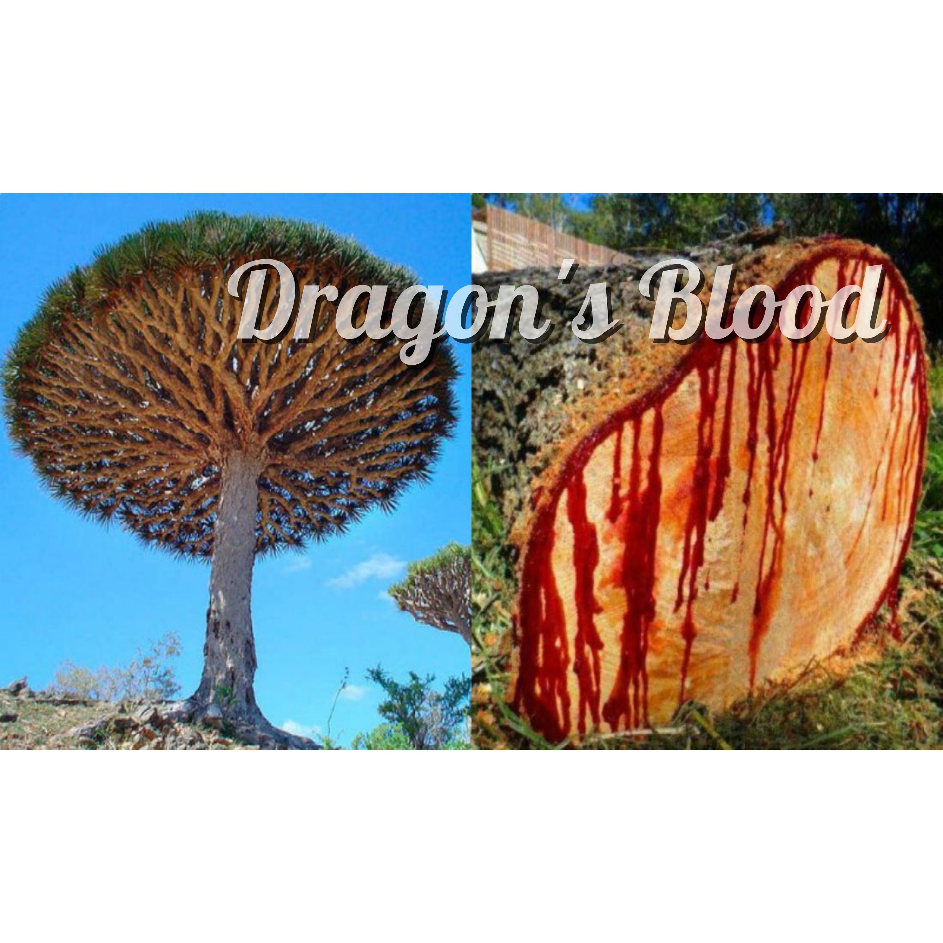 Dragon S Blood Serum By Skinthera Healing Serum Dragon S Blood Resin Astaxanthin Quercetin Tumeric Root Biacalin Vitamin E Repair