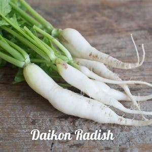 Puede incluir: Un manojo de r&aacute;banos daikon blancos con hojas verdes sobre una superficie de madera. R&aacute;bano daikon.