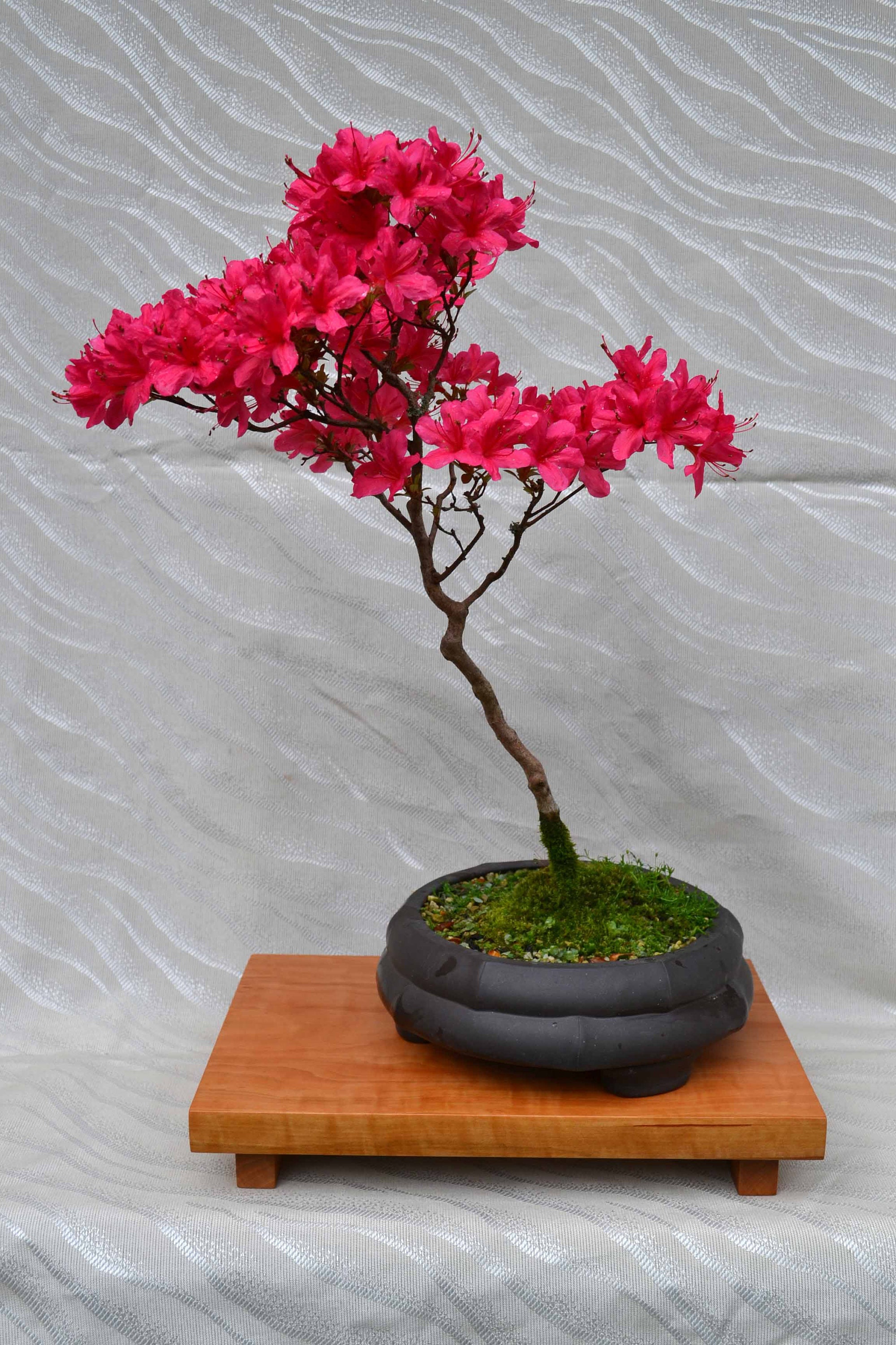 Einfacher Bonsaitisch Holztisch aus Birnbaumholz für Bonsai | Etsy