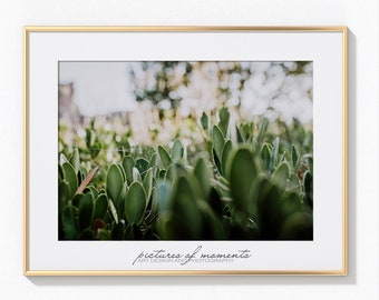 Poster, print, wall art, mural, photo print, photography, photography, office, living room, plant, green, art, design, nature