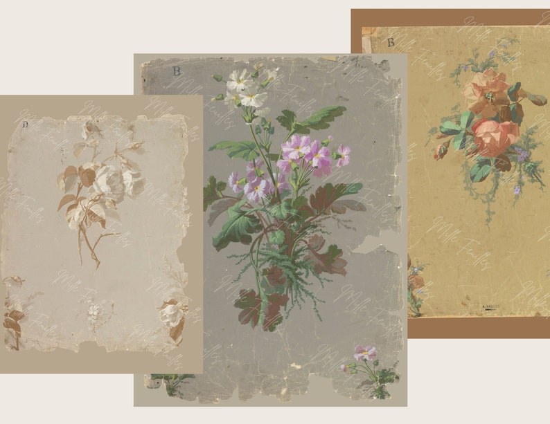 K&ouml;nnte beinhalten: Drei Vintage-botanische Illustrationen mit zarten Blumen. Das erste Bild zeigt eine einzelne wei&szlig;e Rose mit einem braunen Stiel und Bl&auml;ttern. Das zweite Bild zeigt eine Gruppe von rosa und wei&szlig;en Blumen mit gr&uuml;nen Bl&auml;ttern. Das dritte Bild zeigt einen Strau&szlig; rosa und wei&szlig;er Rosen mit gr&uuml;nen Bl&auml;ttern.