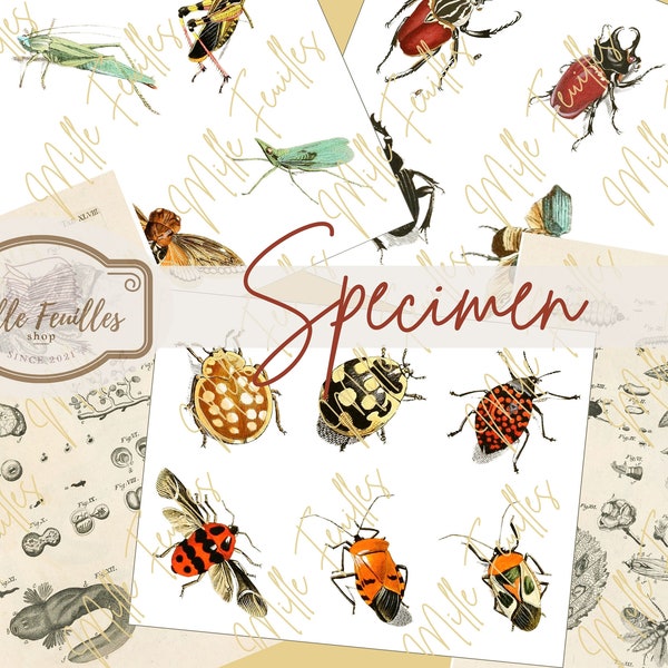 Specimen digital kit  - Printables for Journaling Art - Junk Journal A4 paper collection - Vintage illustrations - Natural history - Insects