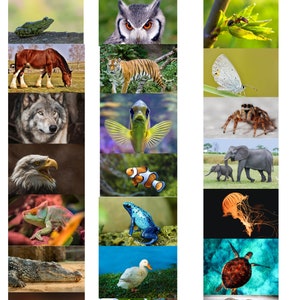 Childrens Printable Animal Classification Activity. Digital Download ...
