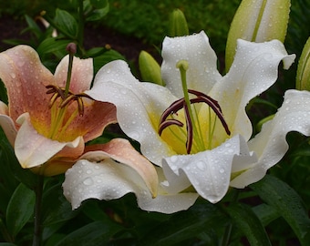 Foto de lirio blanco para póster de Canva, foto de postal, flor de escritorio, foto floral de jardín de verano