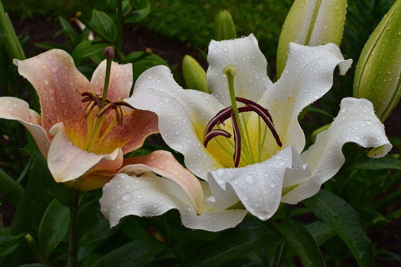 Foto di giglio bianco per poster su tela, cartolina fotografica, fiore da tavolo, floreale, giardino estivo immagine 1