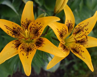 Foto di giglio giallo con gocce di pioggia per poster da tavolo Canva Foto di fiori floreali