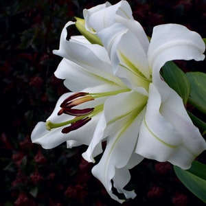 Photo de lys blanc pour affiche Canva, carte postale, Photo de bureau, fleur florale, jardin d'été image 1