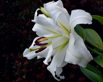 Foto di giglio bianco per poster su tela, cartolina fotografica, fiore da tavolo, floreale, giardino estivo