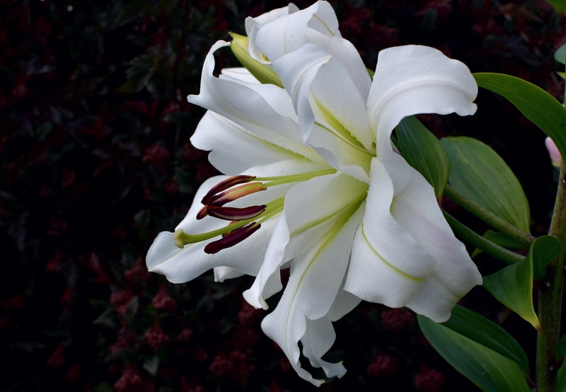 Photo de lys blanc pour affiche Canva, carte postale, Photo de bureau, fleur florale, jardin d'été image 1