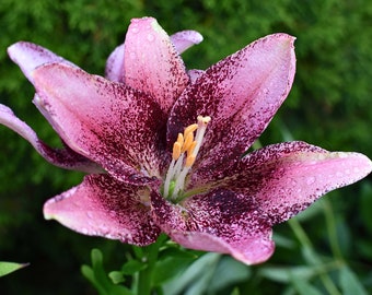 Foto de lirio morado con gotas de lluvia para póster de escritorio Canva Foto de flor floral