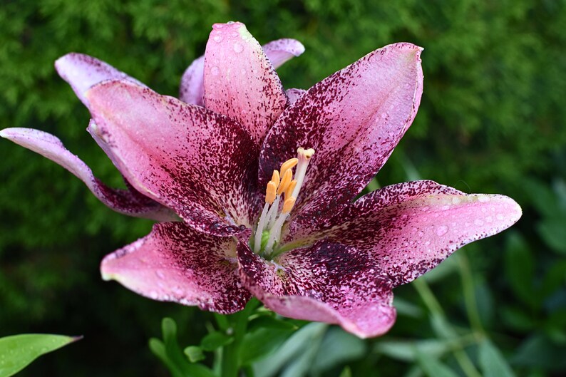 Photo de lys violet avec gouttes de pluie pour affiche de bureau Canva, photo de fleur florale image 1