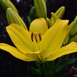 Yellow Lily Photo for Canva Posters Postcards Desktop Wall Art Floral Flower Photo Summer