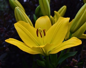 Yellow Lily Photo for Canva Posters Postcards Desktop Wall Art Floral Flower Photo Summer
