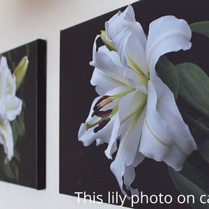 Photo de lys blanc pour affiche Canva, carte postale, Photo de bureau, fleur florale, jardin d'été image 2