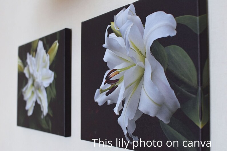 Photo de lys blanc pour affiche Canva, carte postale, Photo de bureau, fleur florale, jardin d'été image 2