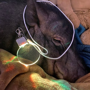 May include: A black piglet with a white cord wrapped around its head, lying on a brown blanket with a rainbow-colored light reflecting on the blanket.